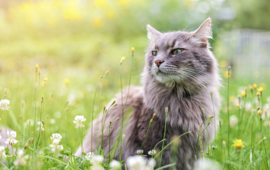Kissa istuu ruohikossa