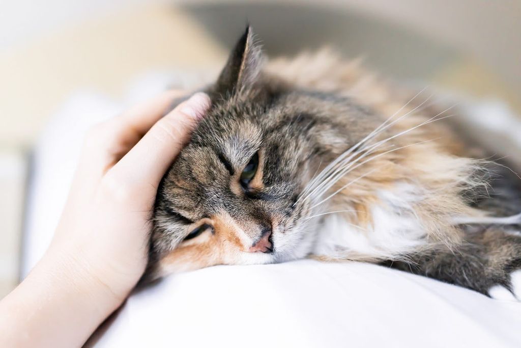 Kissa makaa ja sitä silitetään