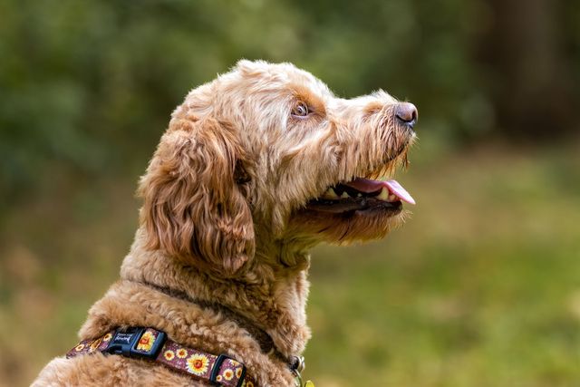 Labradoodle pellolla