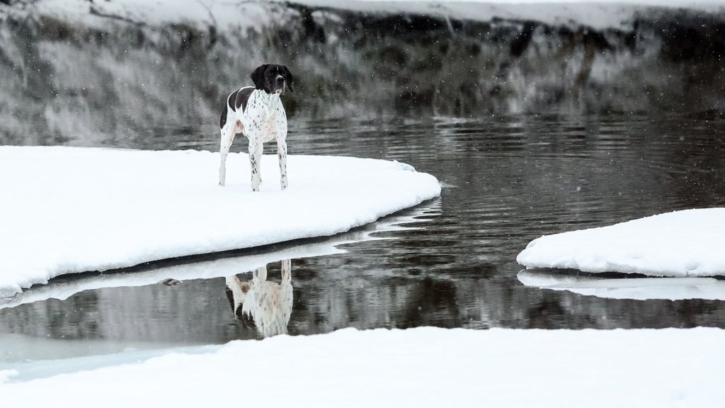 Koira seisoo jäälautan päällä.