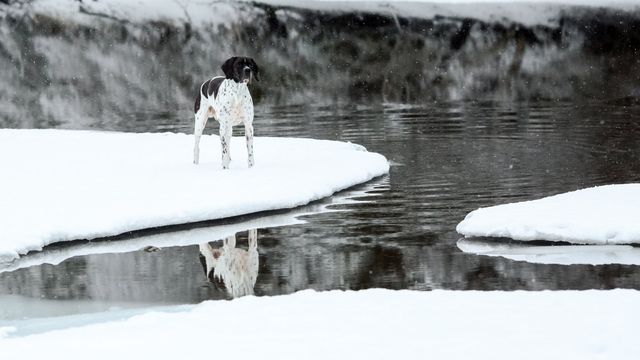 Koira seisoo jäälautan päällä.