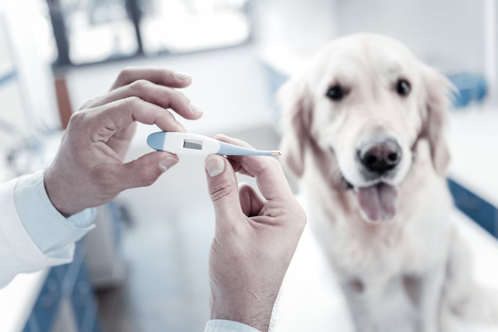 Ta tempen på din hund om du misstänker att den har feber.