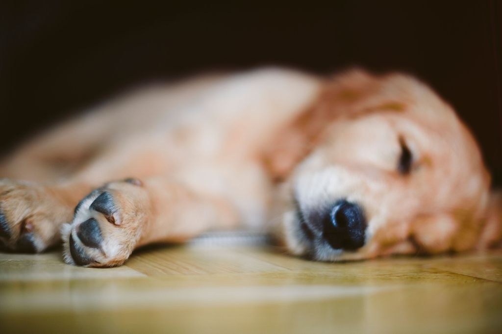 Golden retriever nukkuu lattialla