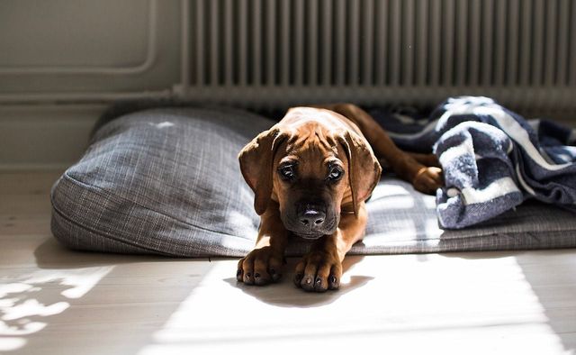 Rhodesiankoiranpentu makoilee koirapedillä auringossa