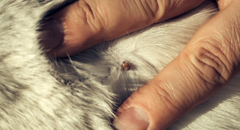 Punkki valkoisen koiran turkissa.