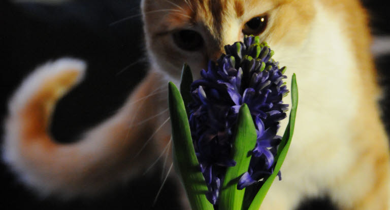 Kissa haistelee hyasinttia.