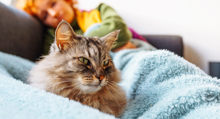 kissa piileskelee pesässä.