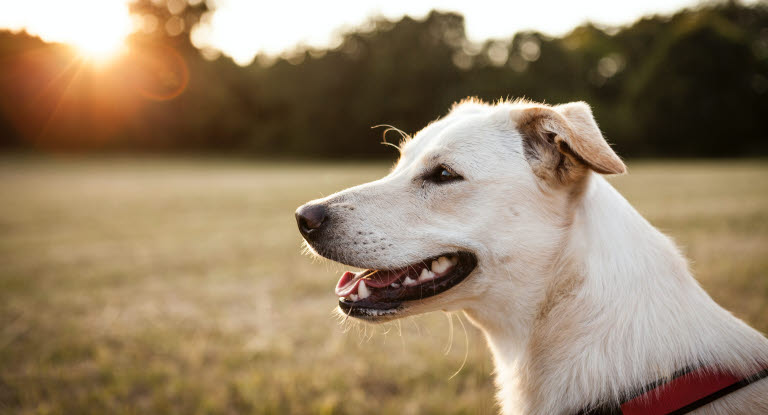 Valkoinen koira läähättää pellolla.