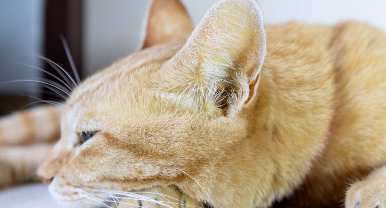 Oranssi kissa makaa lattialla.