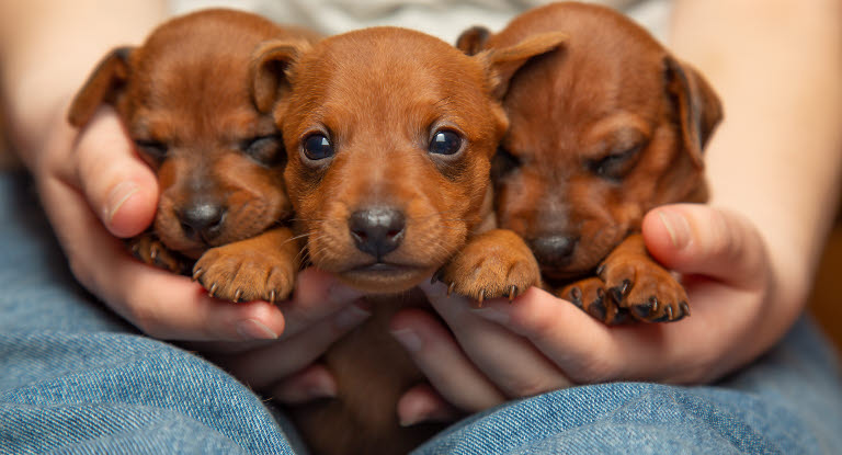 Kolme koiranpentua kasvattajan sylissä.