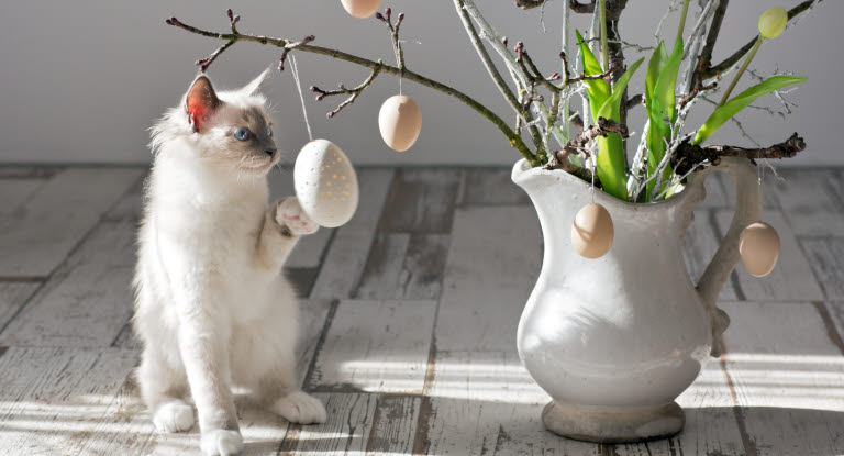 Kissa leikkii pääsiäiskoristeella