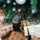 Kissa joulukuusen alla lahjojen kanssa.