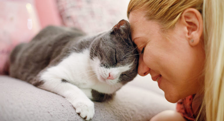 Kissa kehrää sohvalla ja puskee omistajansa  kasvoja.