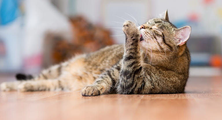 Kissa pesee itseään