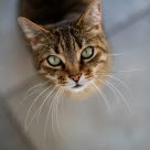 Kissa katsoo ylöspäin