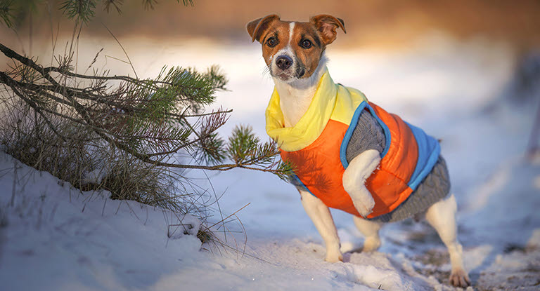 Jackrusselinterrieri talvitakki päällä.