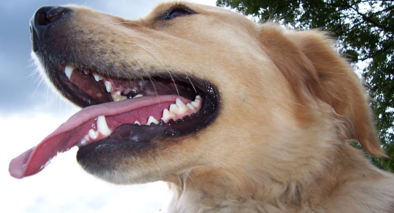 Lähikuva koiran leuasta ja hampaista