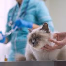 Kissa eläinlääkärissä tutkittavana.