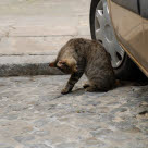 Kissa istuu ja nuolee itseään auton vieressä