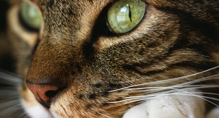 Lähikuva kissan kasvoista ja silmistä.