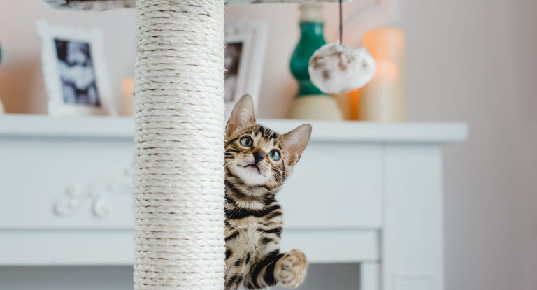 Kissa leikki pallolla.