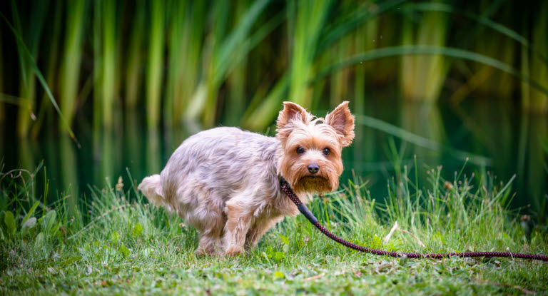 Koira ulostaa nurmikolla