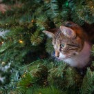 Kissa joulukuusessa.