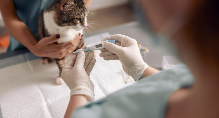 Eläinlääkäri mittaa kissan ruuminlämpöä.