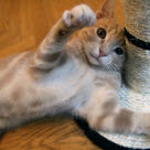 Kissa makaa raapimapuun alla