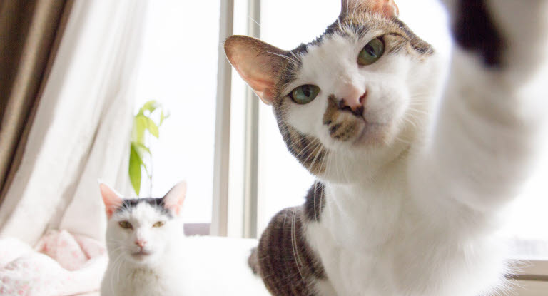 Kaksi kissaa ikkunalaudalla