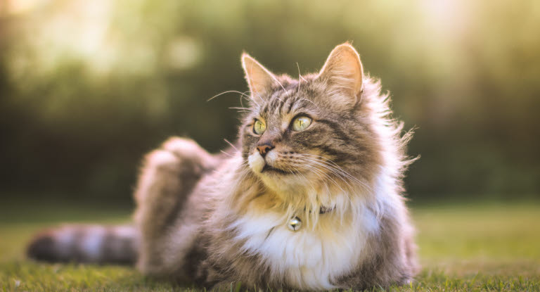 Kissa makaa nurmikolla