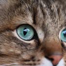 Lähikuva kissan silmästä