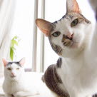 Kaksi kissaa ikkunalaudalla