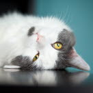 Kissa katsoo kummastuneena.