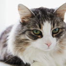 Kissa katsoo kameraan.