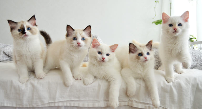 Viisi kissanpentua istuu sohvalla.