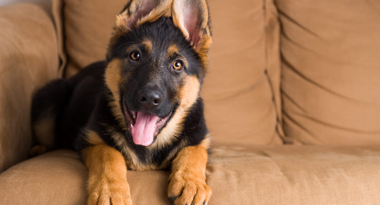 Saksanpaimenkoira makaa sohvalla.