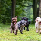 Kuusi koiraa juoksee pihalla.