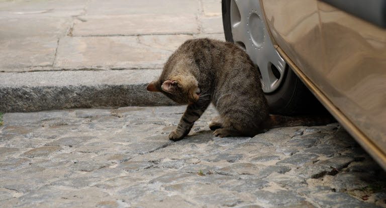Kissa istuu ja nuolee itseään auton vieressä