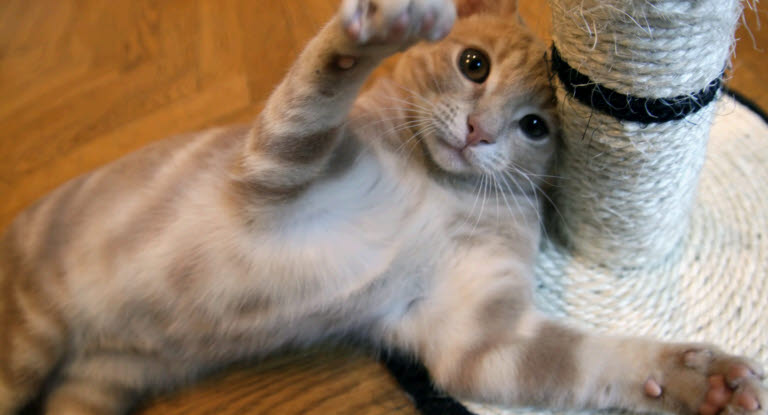 Kissa makaa raapimapuun alla