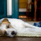 Koira makaa sohvalla.