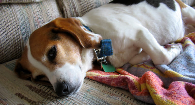 beagle makaa sohvalla.