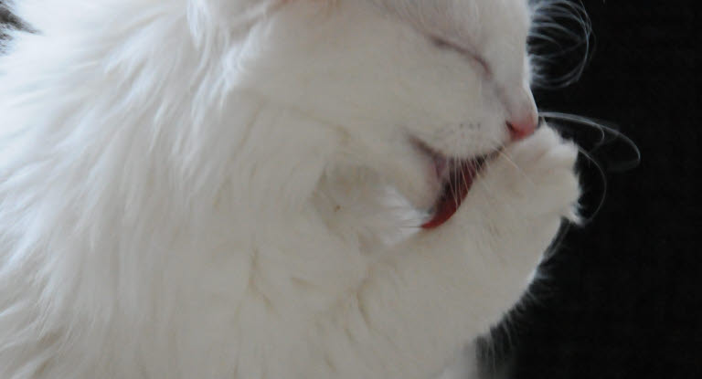 Kissa pesee tassuaan