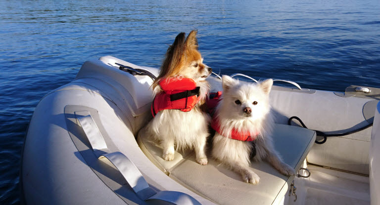 Papillon ja japaninpystykorva istuvat kumiveneessä pelastusliivit päällä.