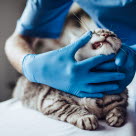 Eläinlääkäri tutkii kissan hampaita.