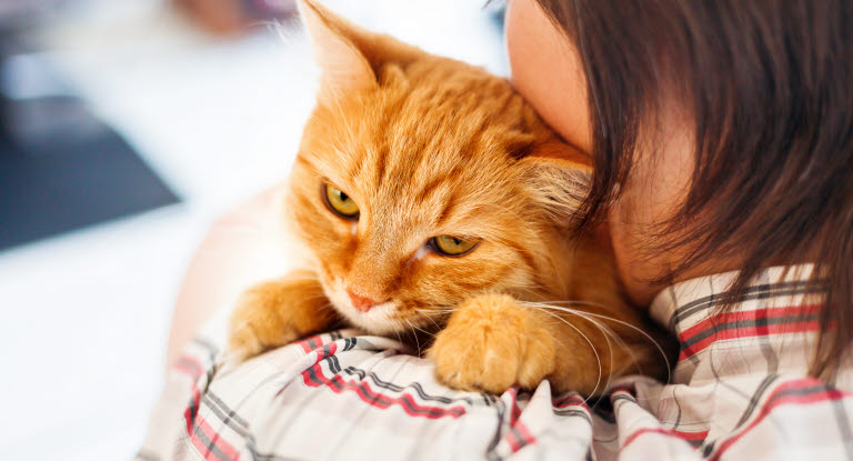 kissa omistajan sylissä
