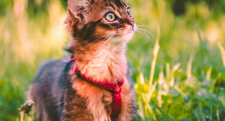 Kissalle laitetaan punkkikarkotetta eläinlääkärissä