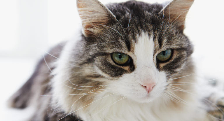 Kissa katsoo kameraan.