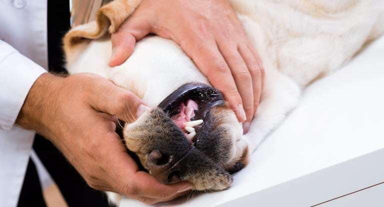 Eläinlääkäri avaa koiran suuta.