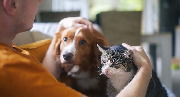 Mies silittää kissaa ja koiraa